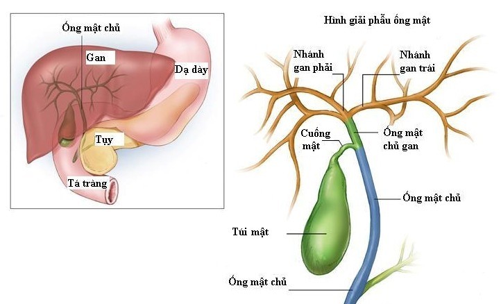 Thấy cơ thể có 3 bộ phận này chuyển sang màu vàng thì coi chừng bạn đang bị ung thư - Ảnh 3. Thấy cơ thể có 3 bộ phận này chuyển sang màu vàng thì coi chừng bạn đang bị ung thư - Ảnh 3.