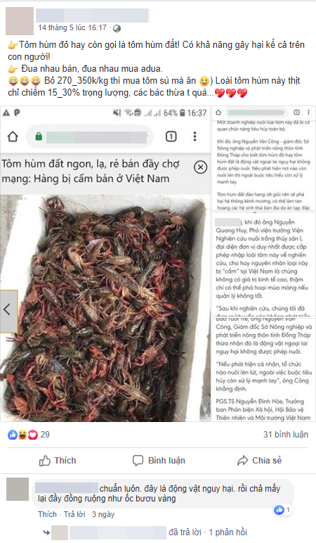 Vừa mới k&eacute;o nhau đổ x&ocirc; đi mua t&ocirc;m h&ugrave;m đất, team nội trợ lại rầm rộ đ&ograve;i tẩy chay v&igrave; nghe tin t&ocirc;m c&oacute; hại - Ảnh 2.