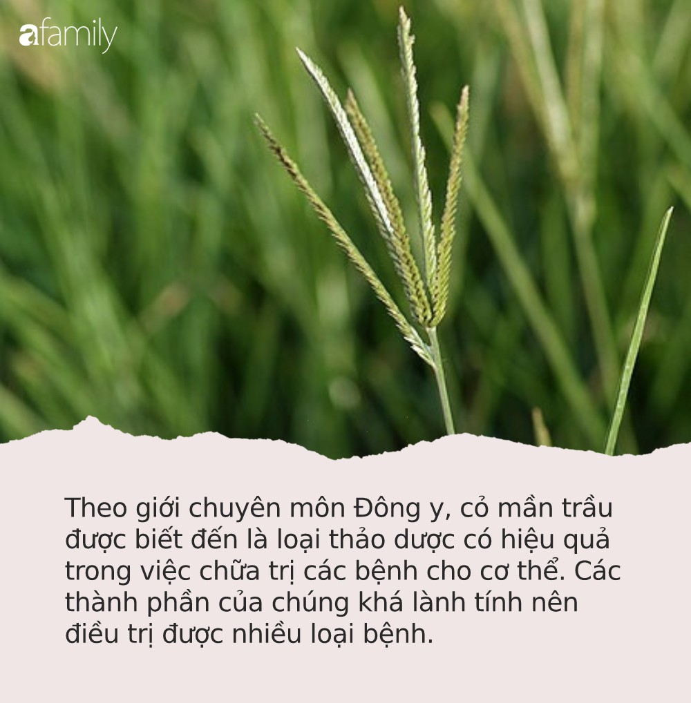 Loại cỏ dại ở Việt Nam chuyên cho bò ăn, sang Trung Quốc lại có giá: Nghe chuyên gia liệt kê tác dụng ai cũng tiếc hùi hụi - Ảnh 2.