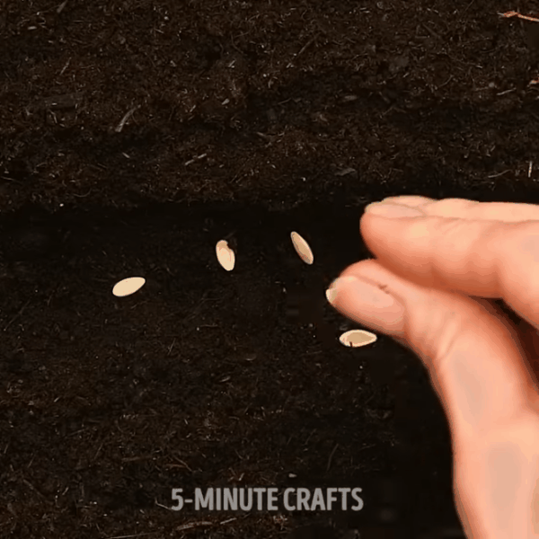 3 cách trồng cây từ hạt cực nhanh lại đơn giản cho những ai mê làm vườn - Ảnh 10.