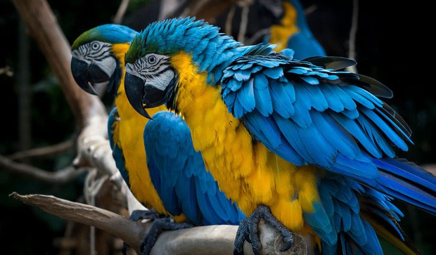 Amazon ch&aacute;y n&ecirc;n vẹt Brazil tr&agrave;n v&agrave;o th&agrave;nh phố: Được con người y&ecirc;u thương chiều chuộng, nhưng nguy cơ mất mạng cũng cao vượt bậc - Ảnh 4.