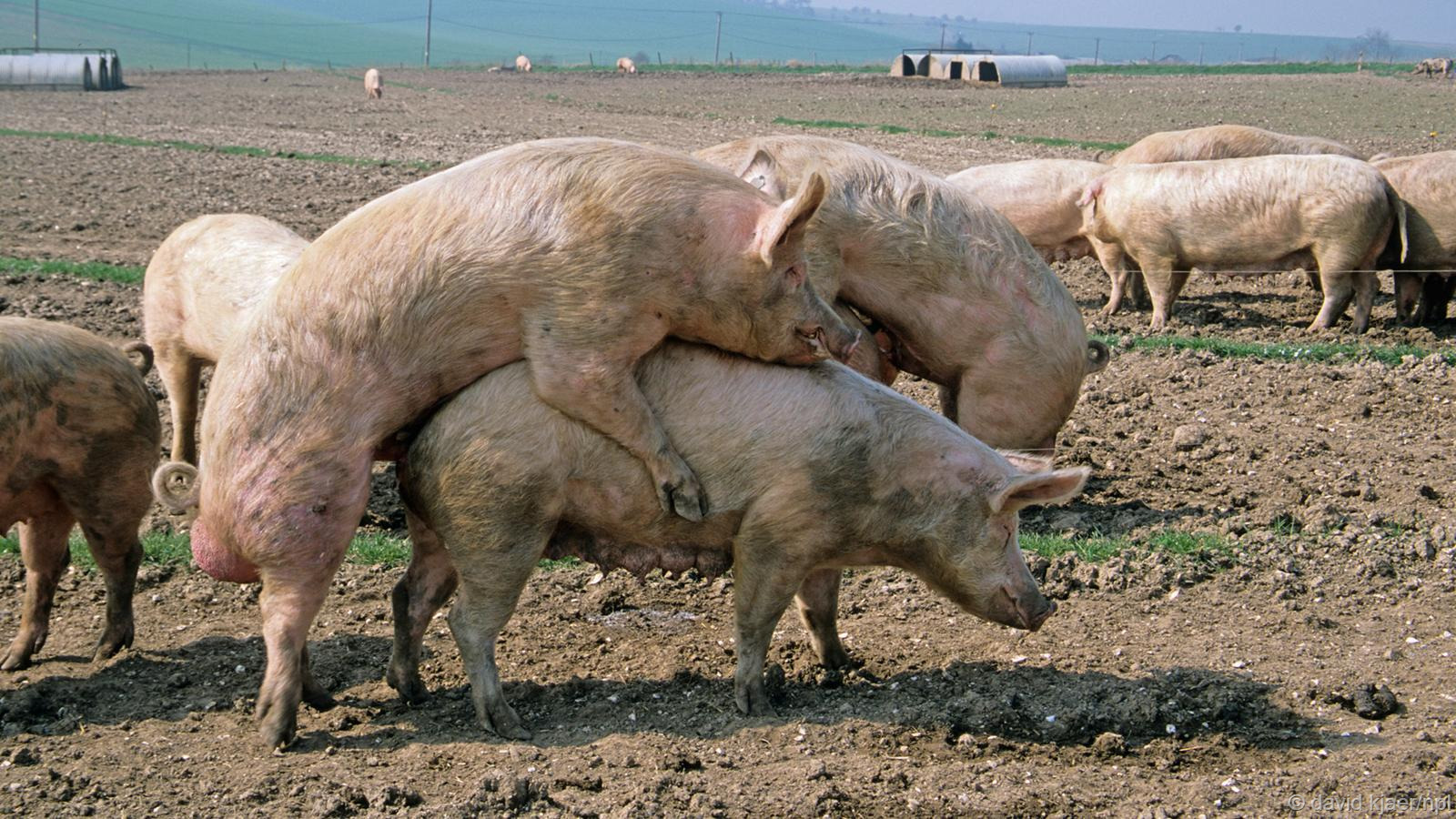 человек трахает свиней фото 112