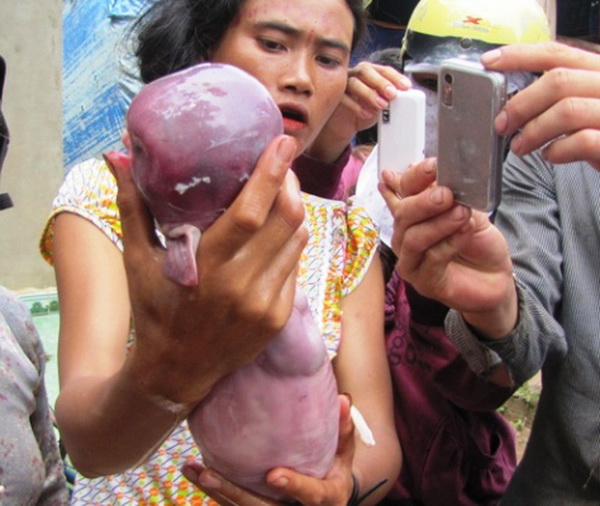 Bình Phước: Đổ xô xem heo con hình thù giống trẻ sơ sinh Bình Phước: Đổ xô xem heo con hình thù giống trẻ sơ sinh