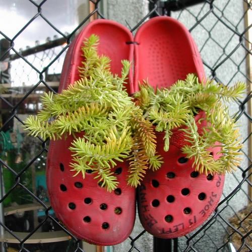 shoescontainergarden13 cc75e Có tới 1001 cách tận dụng giày cũ để trồng hoa trong vườn