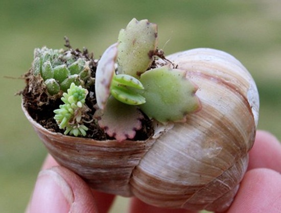 4 cách tạo khu vườn mini cho căn nhà của bạn 5 4 cách tạo khu vườn mini cho căn nhà của bạn 5