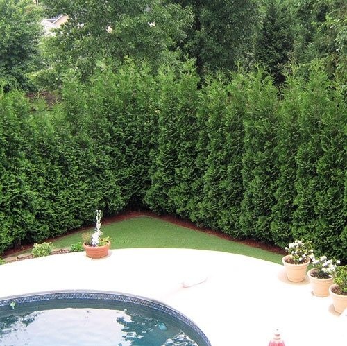 4 cách hay để sân vườn vừa mát vừa riêng tư 8 4 cách hay để sân vườn vừa mát vừa riêng tư 8