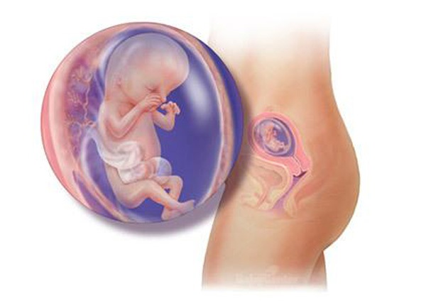 Sự phát triển của thai nhi trong bụng mẹ từ đầu đến cuối 13
