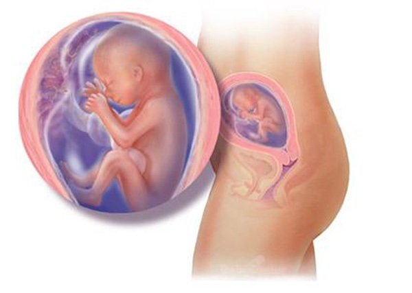 Sự phát triển của thai nhi trong bụng mẹ từ đầu đến cuối 19