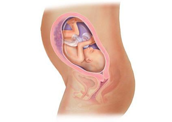 Sự phát triển của thai nhi trong bụng mẹ từ đầu đến cuối 26