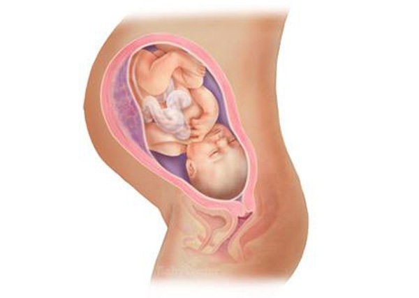 Sự phát triển của thai nhi trong bụng mẹ từ đầu đến cuối 36
