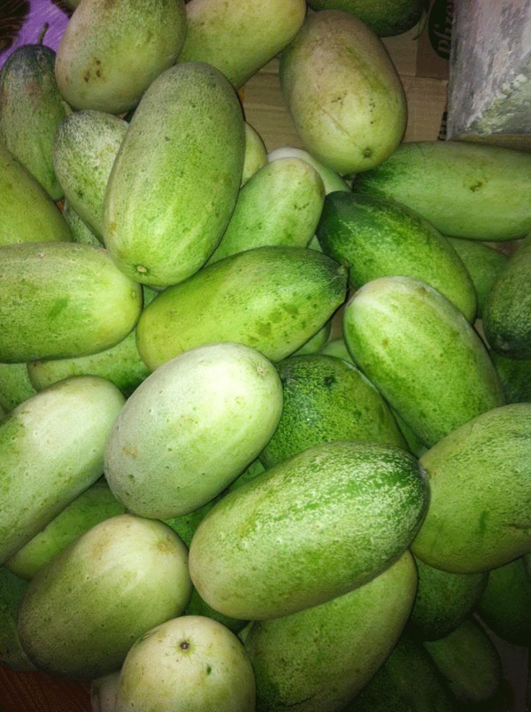 dưa mèo dưa mèo