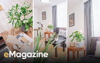 Cây xanh - cách làm mới không gian sống nhanh, rẻ, dễ ứng dụng để đón hè vào nhà