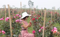 Khởi nghiệp từ hoa hồng ngoại và sự thành công ngoài mong đợi của cô gái trẻ 9x
