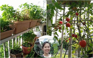 Khu vườn Việt với đủ các loại rau quả sạch trên ban công vỏn vẹn 3m² tại Nhật