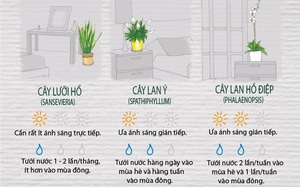 12 loại cây cảnh đặc biệt sống tốt nếu để trong nhà và "bí kíp" chăm sóc từ A đến Z