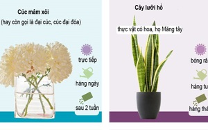 Trồng ngay những loại cây cảnh này trong nhà nếu muốn có bầu không khí thực sự trong lành