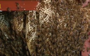 Ai thấy con vật này cũng tránh xa, vậy mà có gia đình ở với chúng suốt 12 năm