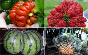 Rau quả cũng có lúc sinh đôi, sinh ba kỳ diệu đến thế này