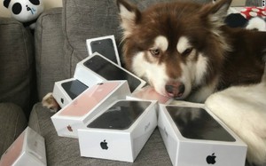 Sở hữu ngay 8 chiếc iPhone 7s trong ngày đầu tiên mở bán, phải chăng đây là chú chó giàu nhất thế giới?