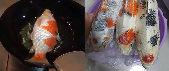 Sự thật chuyện "đánh ghen" đang sốt: Chồng đi nhậu gọi mãi không về, vợ lạnh lùng trút giận lên cá Koi trăm triệu