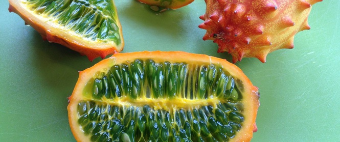 Giống dưa chuột kỳ lạ thân nhiều gai như con sâu mà có giá lên tới 1,6 triệu đồng/kg