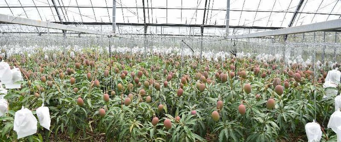 Cây xoài chỉ cao 1m nhưng "siêu mắn": cho ra 800 trái một vụ