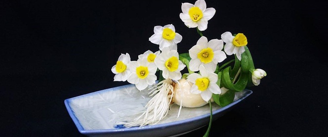 Chàng trai yêu hoa hướng dẫn tỉ mỉ cách gọt thủy tiên đẹp dịu dàng đón Tết