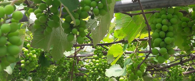 Giàn nho hàng trăm chùm trên sân thượng của ông bố 8x ở Lai Châu
