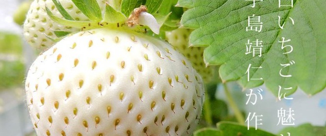 Có gì đặc biệt ở loại quả này mà được gọi là "ngọc trắng" của Nhật Bản?