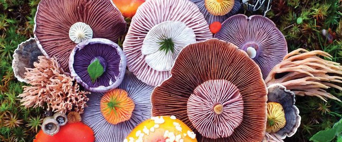 Thì ra trên Trái đất còn có những cây nấm rực rỡ sắc màu đẹp hơn cả hoa thế này