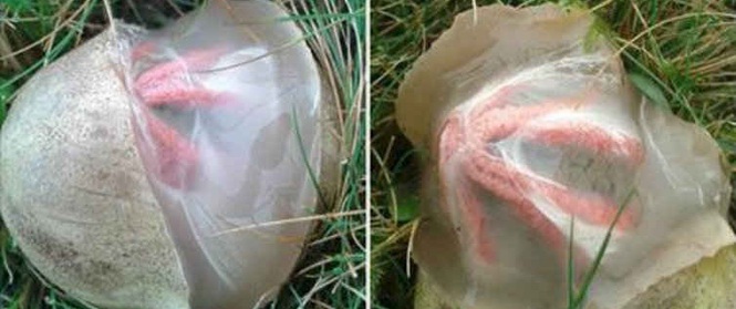 Thấy vật thể lạ xuất hiện trong vườn nhà, cô gái không ngờ mình gặp được thứ hiếm thấy