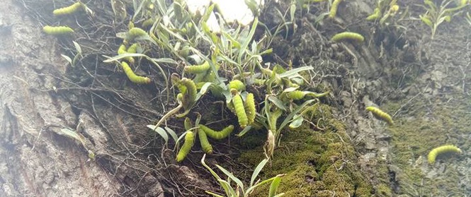 Kinh hãi cảnh hàng ngàn con sâu lạ ăn trụi lá cây cổ thụ