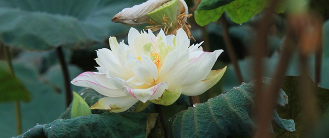 Dầu nắng ươm vàng tháng 6, ngày vẫn ngọt bởi thơm lừng hương sen...