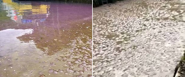 Thấy nước biển đột ngột chuyển màu tím tuyệt đẹp, người dân đến gần và phát hiện sự thật đáng sợ