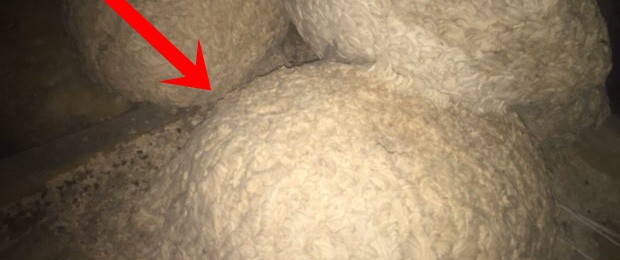 Bước vào căn nhà hoang 400 tuổi, người đàn ông sốc khi nhìn thấy cảnh tượng kinh hoàng