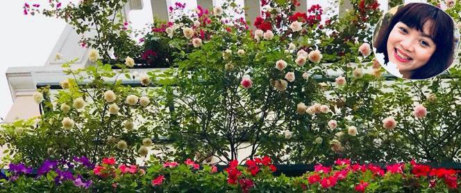 Đến thăm khu vườn hồng rực rỡ của người phụ nữ yêu hoa đất Hải Dương