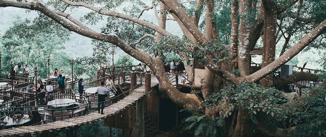 Chiang Mai - đi để tận hưởng kỳ nghỉ trên những tán cây