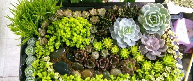 Vườn sen đá đẹp ngất ngây của chàng trai Hà Nội dành cả tuổi thanh xuân cho niềm đam mê của mình