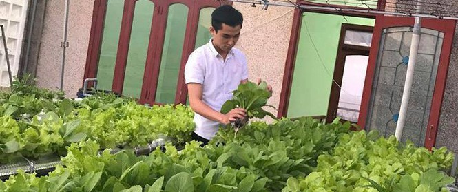 Vườn thủy canh bạt ngàn rau quả trên sân thượng thu hoạch đến gần 100kg mỗi vụ của chàng sinh viên kinh tế 9x