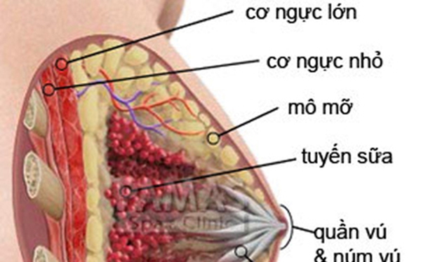 Bí mật của cơ chế sản xuất sữa mẹ