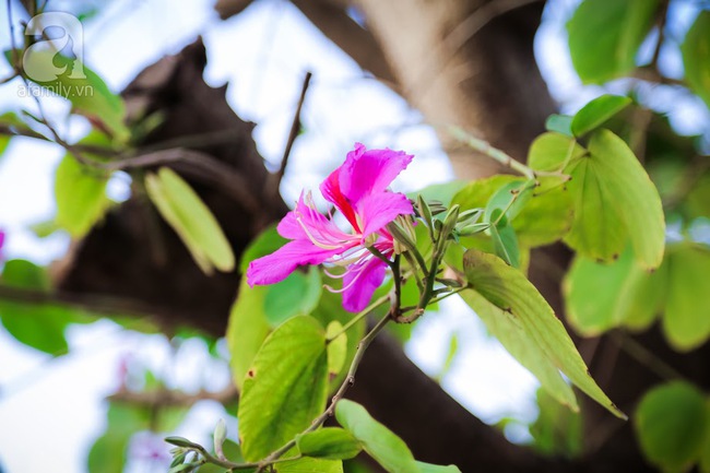 Ngắm hoa ban nở rợp quanh hồ, phố cổ Hà Nội những ngày chuyển giao năm cũ và năm mới - Ảnh 16.