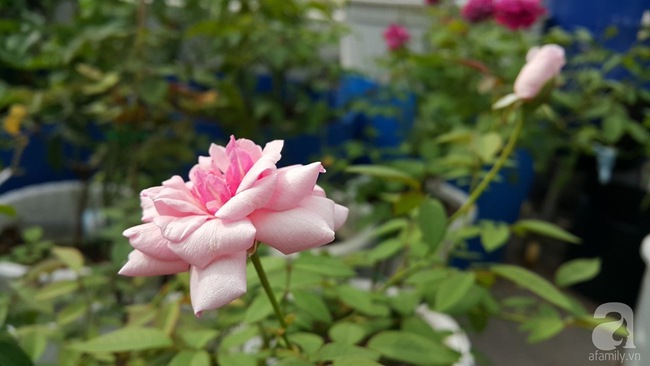 Chỉ với 5 triệu đồng, cô giáo trẻ ở Sài Gòn đã có 1 khu vườn trồng hoa và rau rất xinh xắn - Ảnh 29.