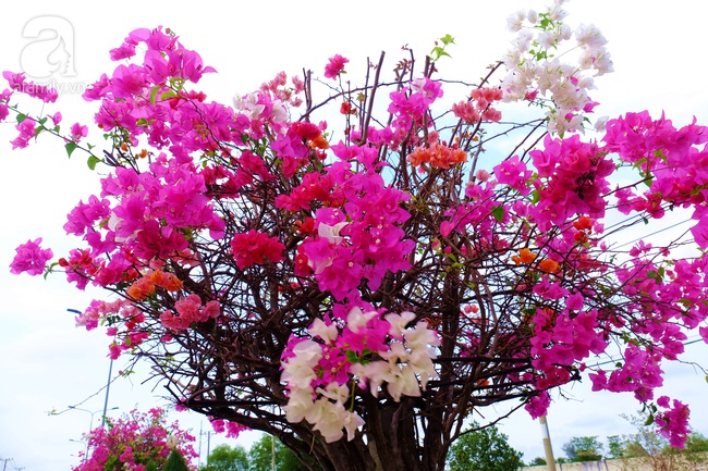 Ven Sài Gòn, có một con đường thơ mộng ngập tràn hoa giấy - Ảnh 6.