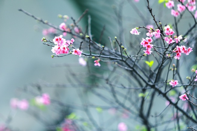 Ngay ở Hà Nội, có một nơi anh đào bung nở đẹp đẽ mà chẳng cần đợi lễ hội hoa - Ảnh 19.