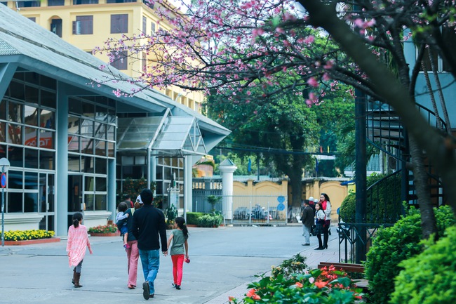 Ngay ở Hà Nội, có một nơi anh đào bung nở đẹp đẽ mà chẳng cần đợi lễ hội hoa - Ảnh 5.