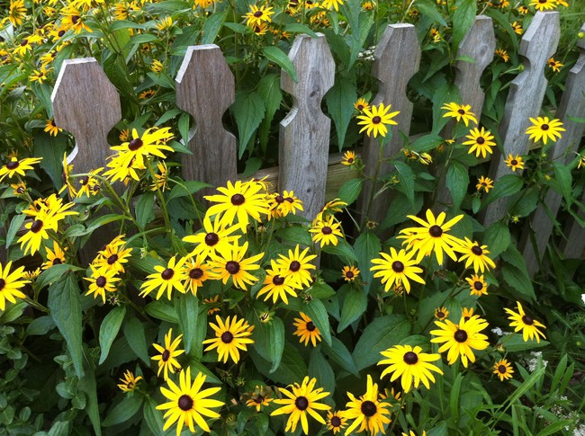 4 ý tưởng trang trí sân vườn bằng các loài hoa cho mùa hè rực rỡ - Ảnh 5.