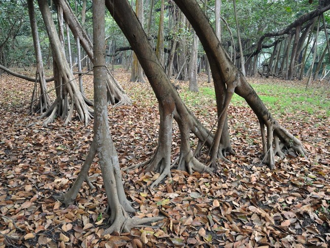 Kinh ngạc cây đa khổng lồ có tán lan rộng ngang với cả một khu rừng - Ảnh 2.