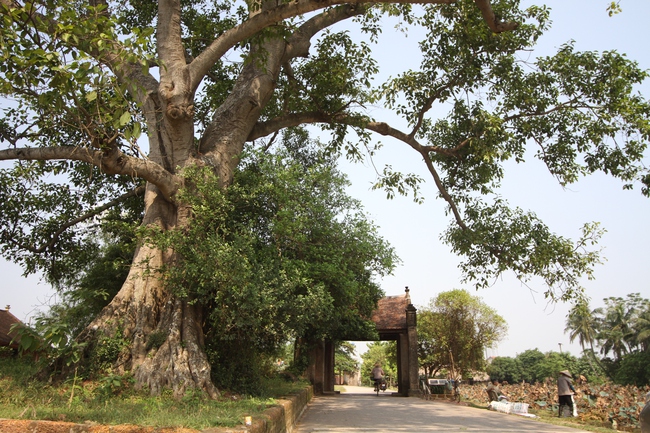 Những loài cây mang điềm rủi, vườn có rộng cỡ nào cũng tuyệt đối không nên trồng - Ảnh 2.