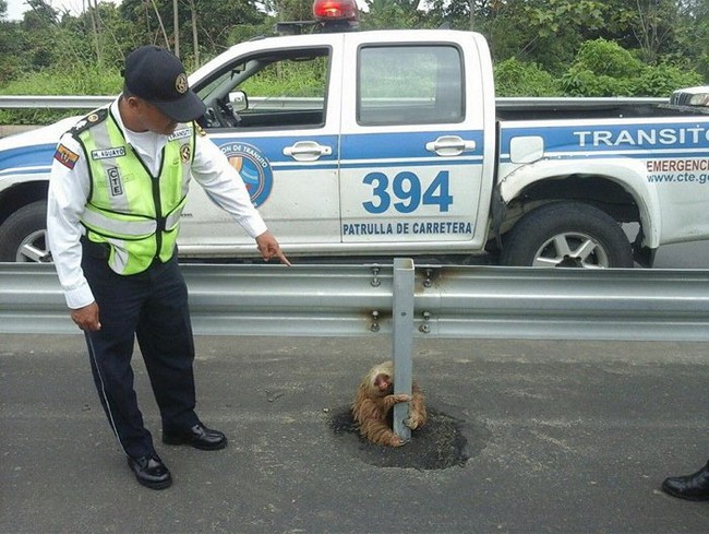 Bật cười với những “sự thật” mới được tiết lộ về thế giới động vật - Ảnh 12.