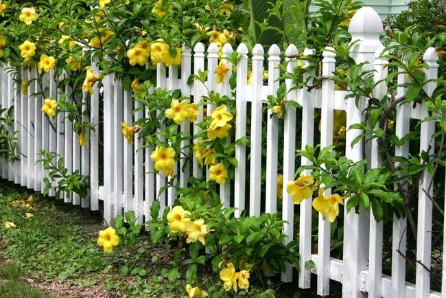 4 ý tưởng trang trí sân vườn bằng các loài hoa cho mùa hè rực rỡ - Ảnh 3.